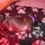 Blaues Halsband, Adelgunde Magic